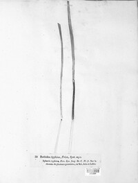 Epichloe typhina image